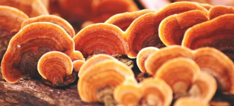 قهوه گانودرما برای سرماخوردگی