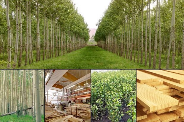 طرح «زراعت چوب» تأمین کننده خوراک حداقل ۵۰ کارخانه در خوزستان - خبرگزاری مهر | اخبار ایران و جهان