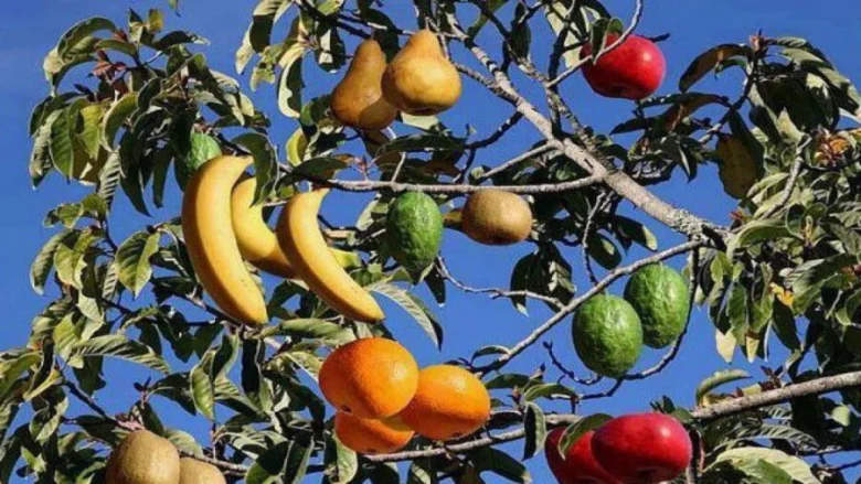 نهال پیوندی چند میوه