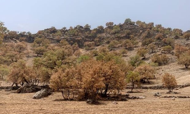 پروانه «برگ خوار» ۴۱ هزار هکتار از جنگل های لرستان را آلوده کرد