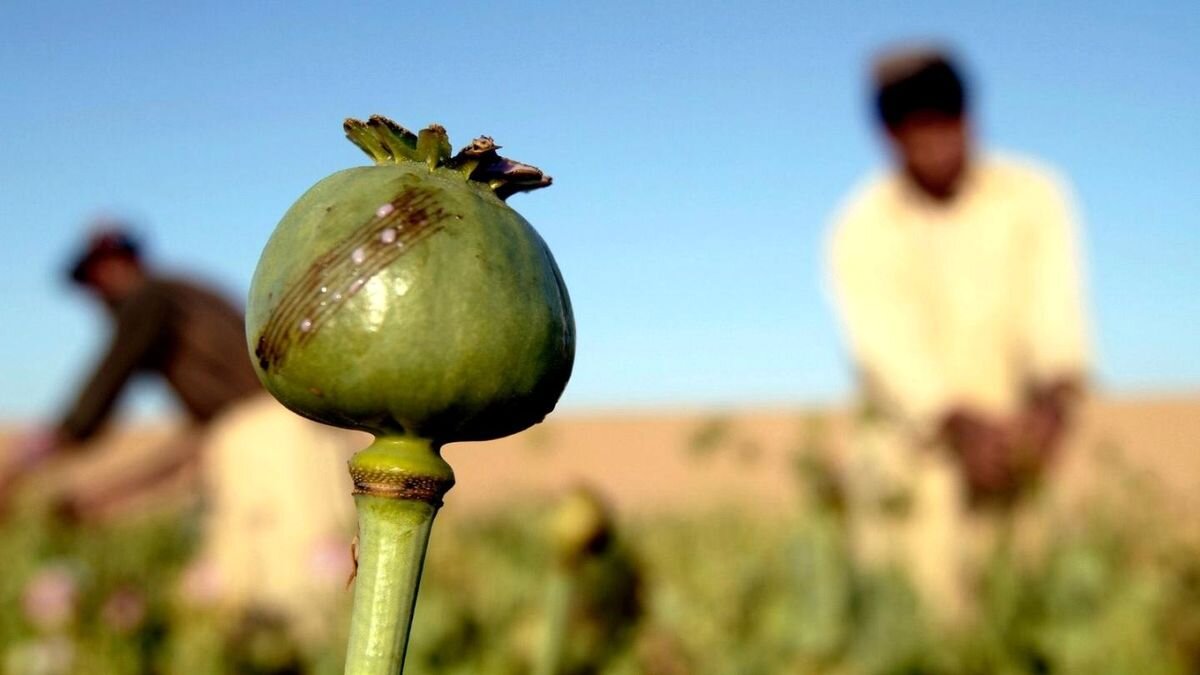 تجارت تریاک در افغانستان رونق گرفت؛ از مزارع پنهان تا فروش مجازی