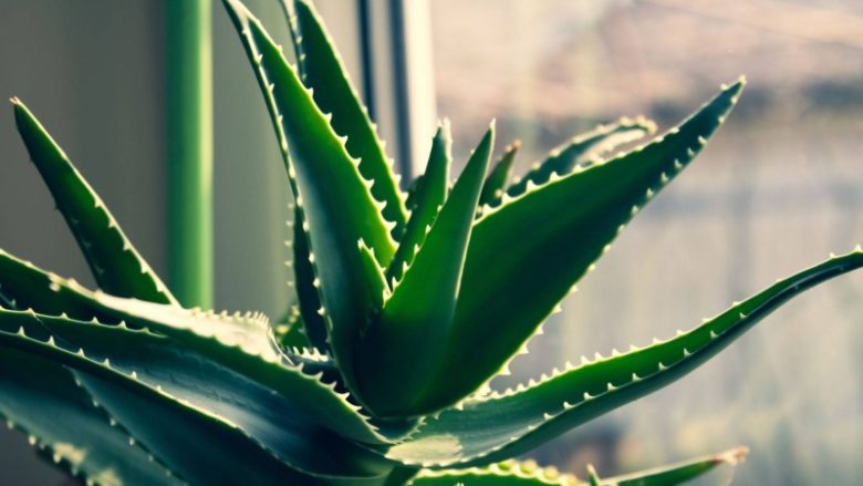 هشدار درباره گیاهان سمی: نکات ایمنی برای جلوگیری از مسمومیت